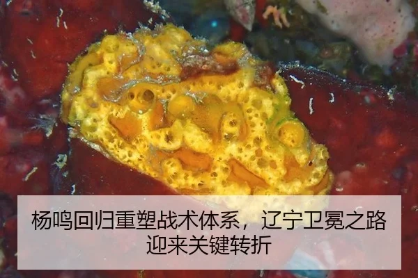 yang-ming-hui-gui-zhong-su-zhan-shu-ti-xi-liao-ning-wei-mian-zhi-lu-ying-lai-guan-jian-zhuan-zhe-3-691.jpg